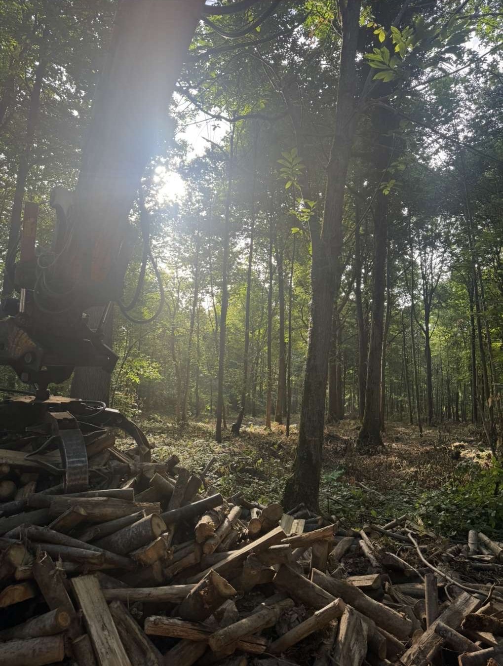 Bois de chauffage chêne hêtre GB Bois