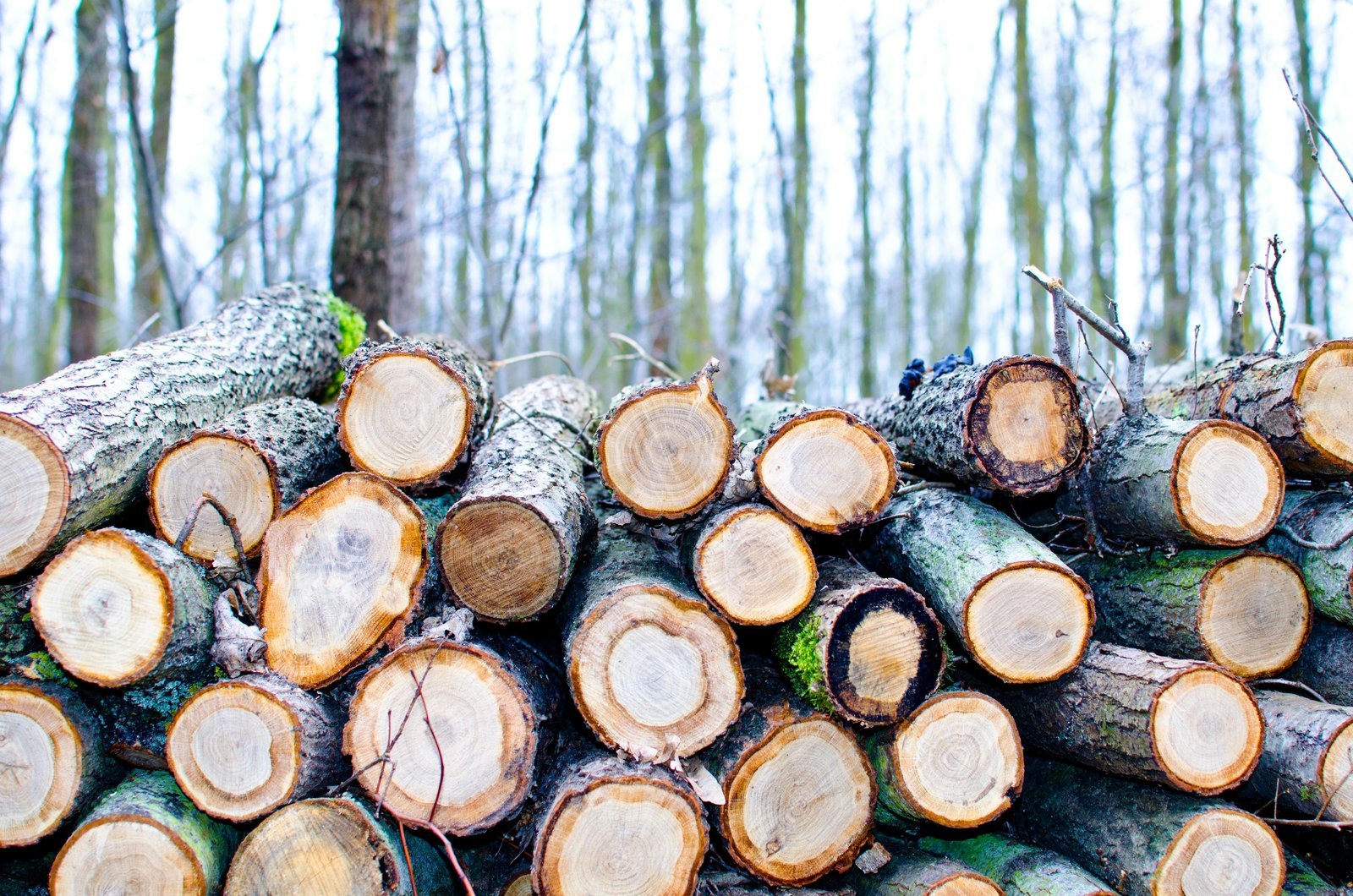 Bois prêt à brûler